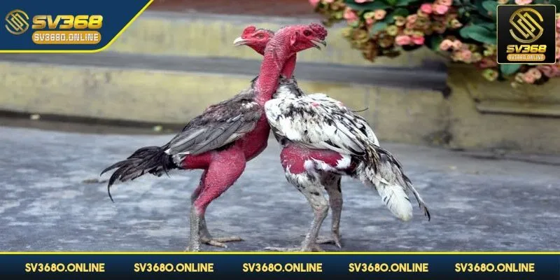 Đá gà đòn - Bí quyết chơi thắng chắc của kê sư tại SV368 4 Cược thủ cần quan sát kỹ mắt, cổ của chiến kê