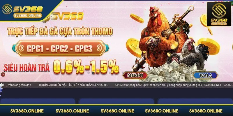 Đá gà SV368: Tận hưởng những trận chọi kê đầy kịch tính 2 Đá gà SV368 mang đến một đấu trường kịch tính